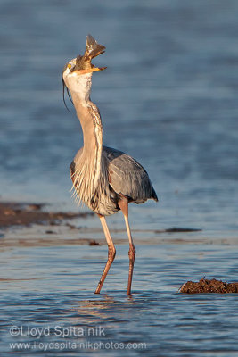 Great Blue Heron