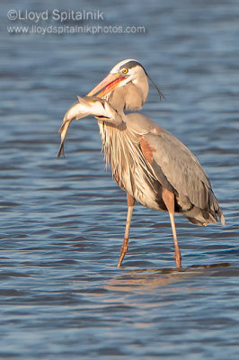 Great Blue Heron