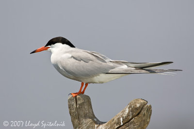 Common Tern