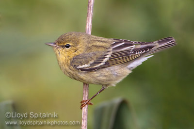 Blackpoll Warbler