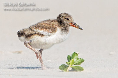 American Oystercatcher 