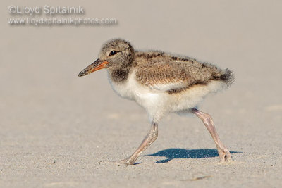 American Oystercatcher 