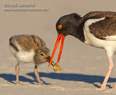American Oystercatcher 