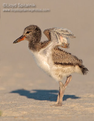 American Oystercatcher 