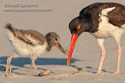 American Oystercatcher 