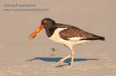 American Oystercatcher 