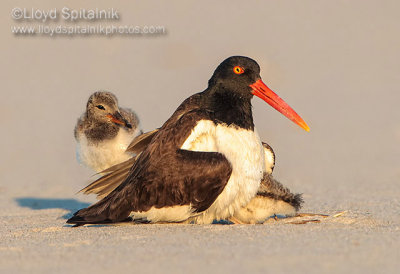 American Oystercatcher 
