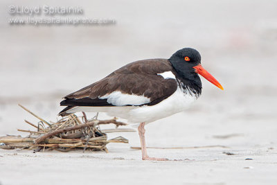 American Oystercatcher 