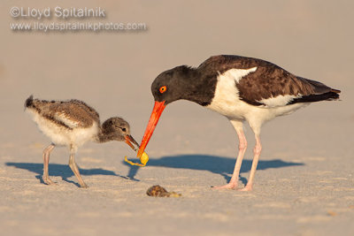 American Oystercatcher 