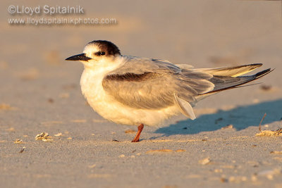 Common Tern (subadult)