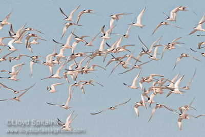 Common Tern