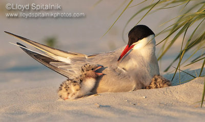 Common Tern