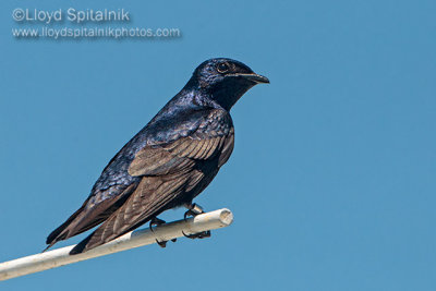 Purple Martin