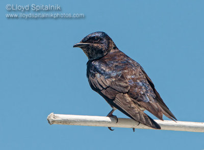 Purple Martin