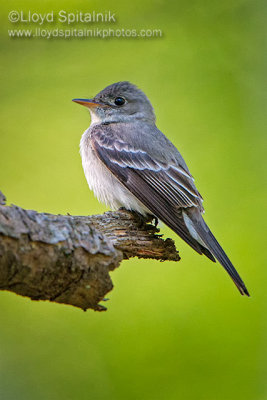 Eastern Wood-Pewee