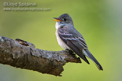 Eastern Wood-Pewee