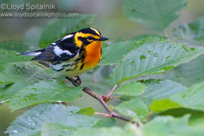 Blackburnian Warbler