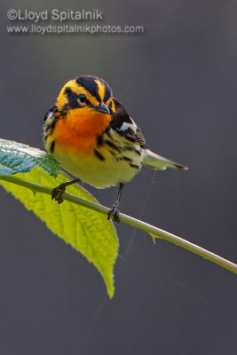 Blackburnian Warbler