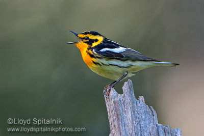 Blackburnian Warbler