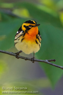 Blackburnian Warbler