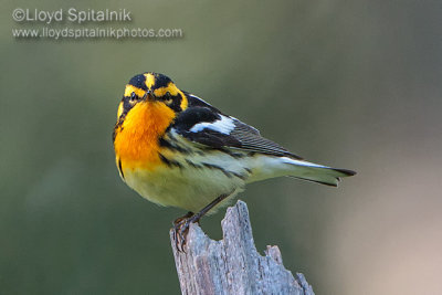 Blackburnian Warbler