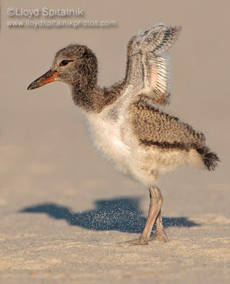 American Oystercatcher 