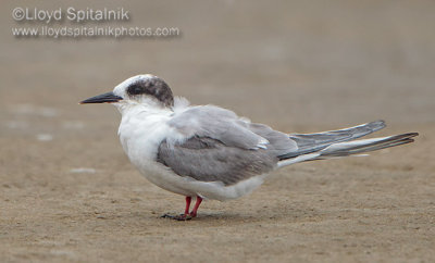 Arctic Tern (immature)