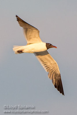 Laughing Gull