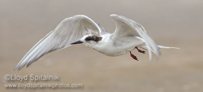 Arctic Tern (immature/subadult)