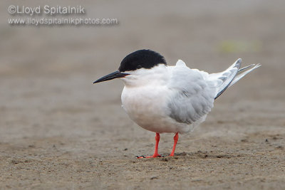 Roseate Tern