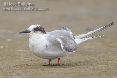 Arctic Tern (immature)