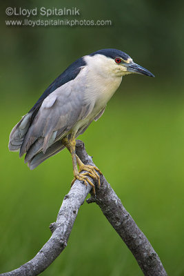 Black-crowned Night-Heron