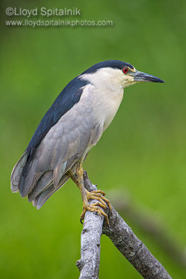 Black-crowned Night-Heron