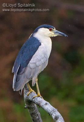 Black-crowned Night-Heron