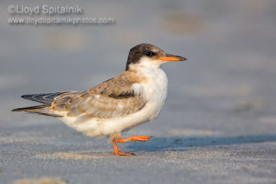Common Tern (juvenile)