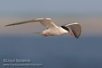 Common Tern