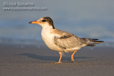 Common Tern (juvenile)