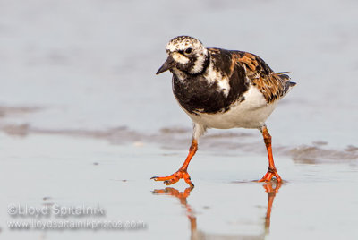 Ruddy Turnstone   