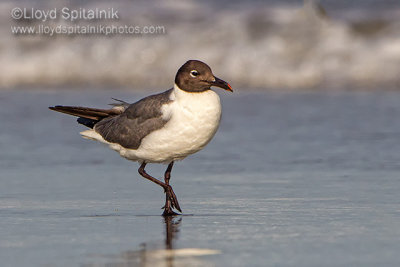 Laughing Gull