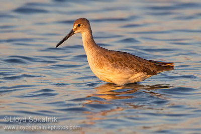 Willet 