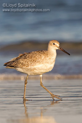 Willet (Western)