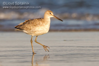 Willet (Western)