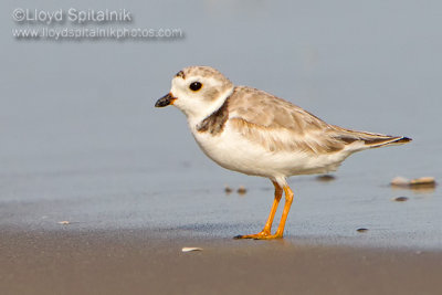 Piping Plover