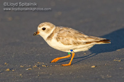 Piping Plover