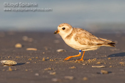 Piping Plover