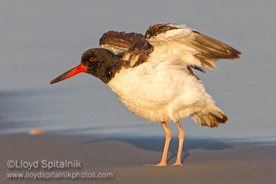 American Oystercatcher