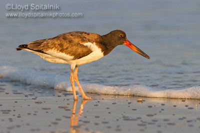 American Oystercatcher