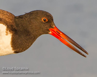 American Oystercatcher