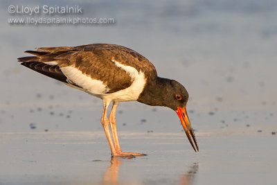 American Oystercatcher