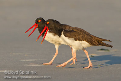 American Oystercatcher